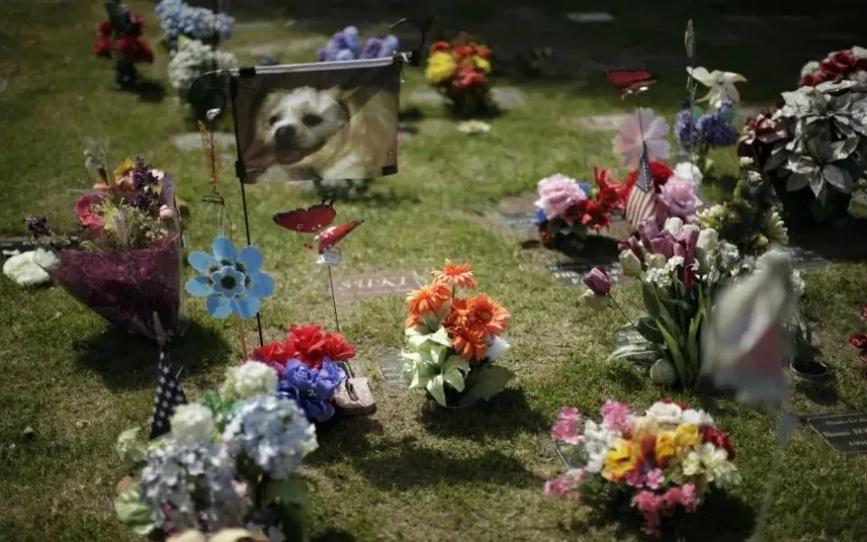 Где и как кремировать домашнее животное