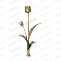 Тюльпаны 82024