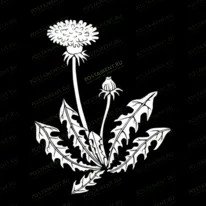 Одуванчик 91068