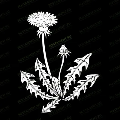 одуванчик на памятник картинка 91068