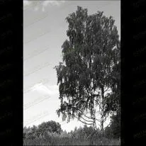 Березка 99017