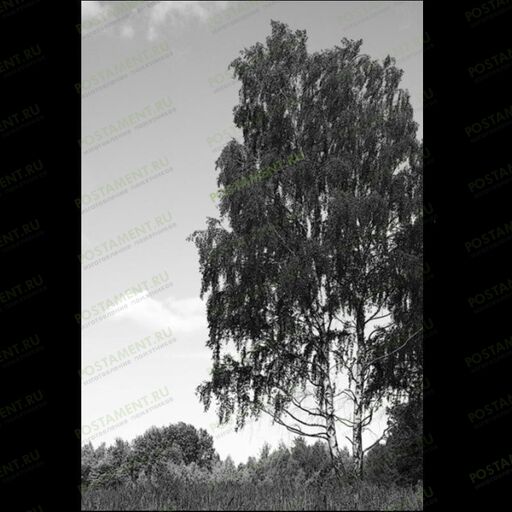 Гравировка березки на памятник 99017