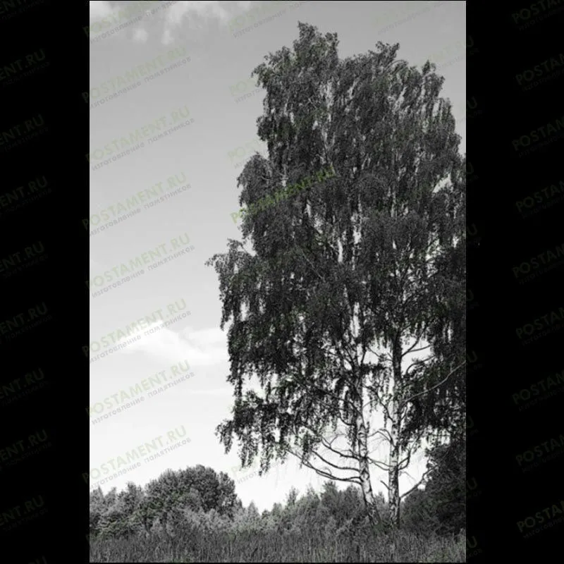 Гравировка березки на памятник 99017