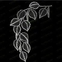 Ветвь березы 95031