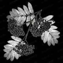 Веточка рябиновая 95046