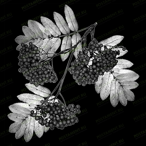 ветка рябины гравировка на надгробии