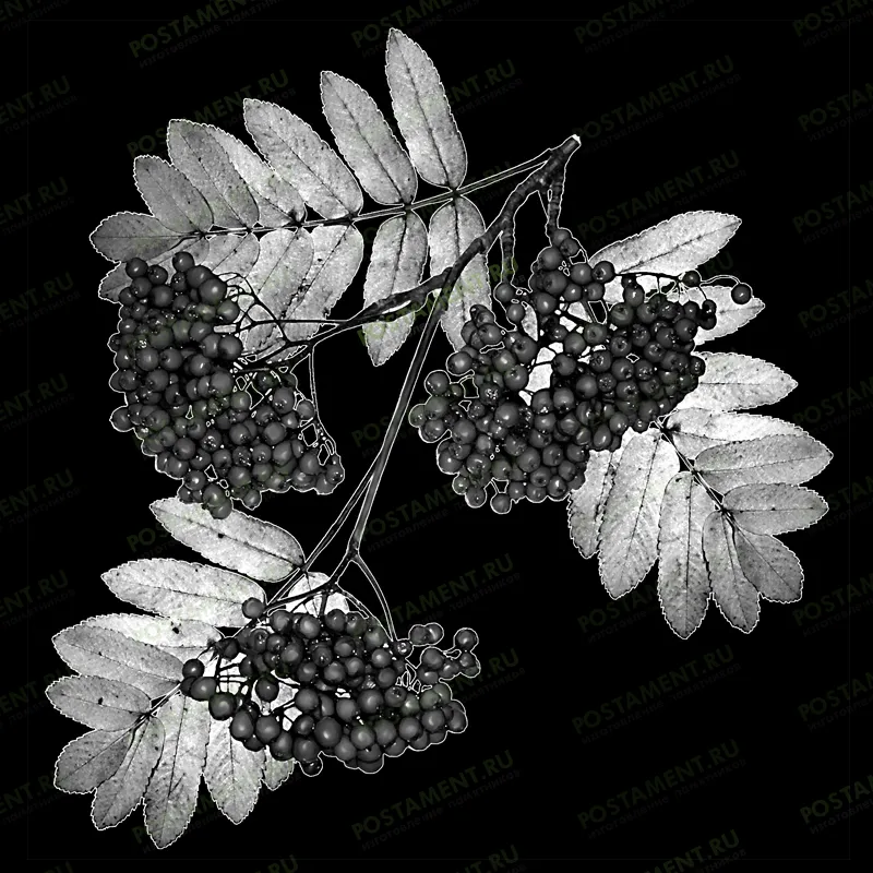 ветка рябины гравировка на надгробии