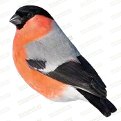 Птица из керамики на памятник 91957