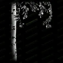 Березка 95052