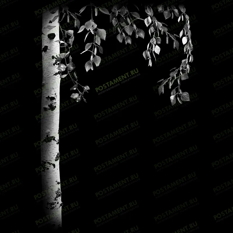 березка для оформления памятника