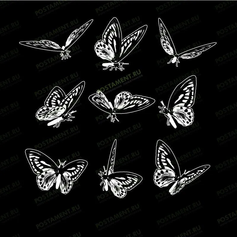 Образцы бабочек для гравировки на памятнике