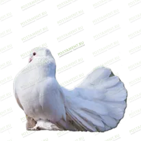 Голубь из керамики на памятник 91964