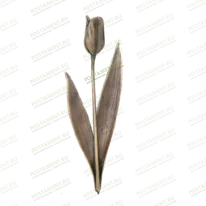 Тюльпан 82031