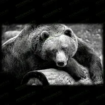 Медведь 91147