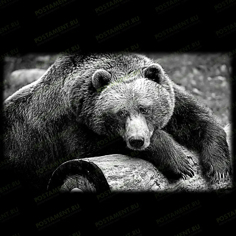  оформление на памятник медведь