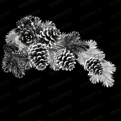 Сосновая ветвь на памятник для гравировки