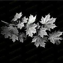 Веточка клена 95036