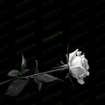 Розочка 91001