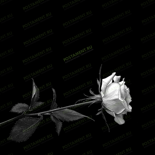 розочка на памятник распустившася 91001