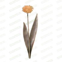 Гвоздика 82027