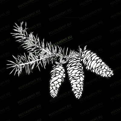 Веточка ели для обрамления памятника мужчине