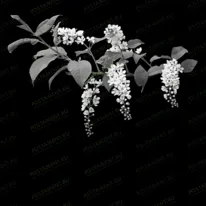 Веточка сакуры 95054