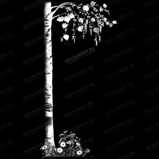 Крона березы для обрамления памятника молодой девушке