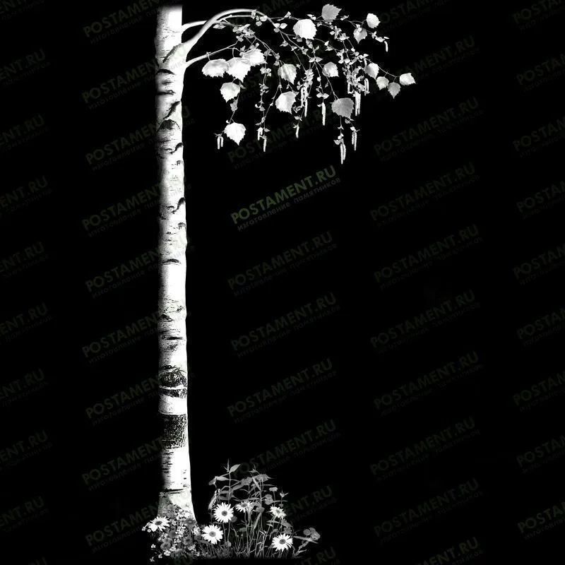 Крона березы для обрамления памятника молодой девушке