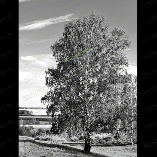 Береза на памятник гравировка 99016