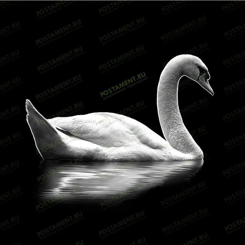Изображение лебедя на гранитном памятнике 91112