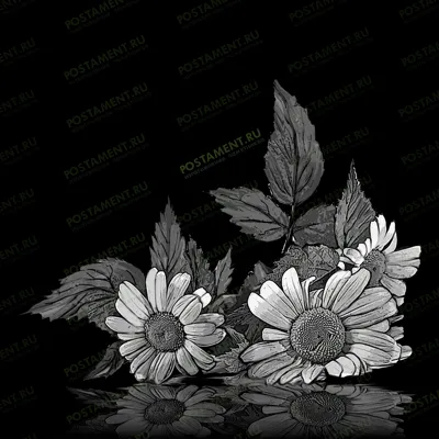 Ромашки для гравировки на памятник 91051