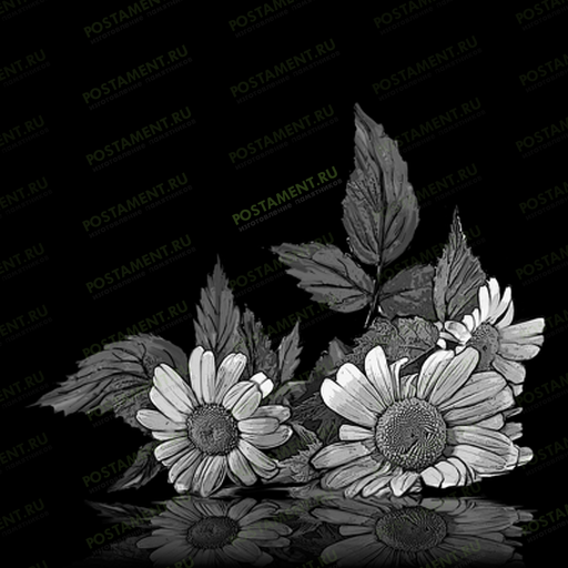 Ромашки для гравировки на памятник 91051