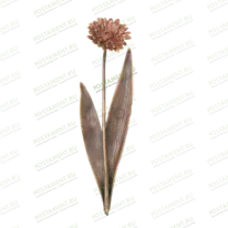 Гвоздика 82028