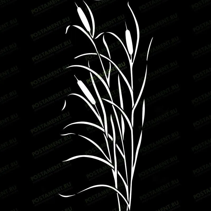 Рисунок камыша для оформления надгробного памятника