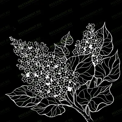 сирень на памятник картинка 91067