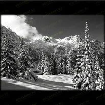 Зимний лес 99011