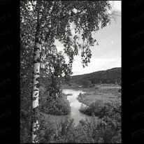 Березка 99019