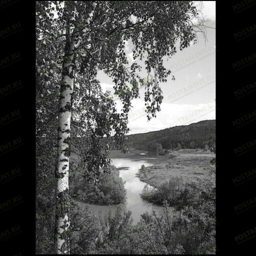 Березка на памятник гравировка 99019