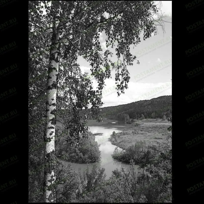 Березка на памятник гравировка 99019