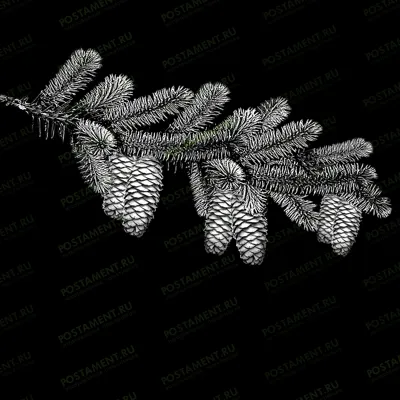 веточка еловая с шишками для гравировки на памятник