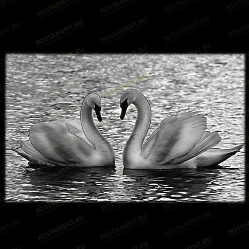 оформление на памятник лебеди в воде 91148