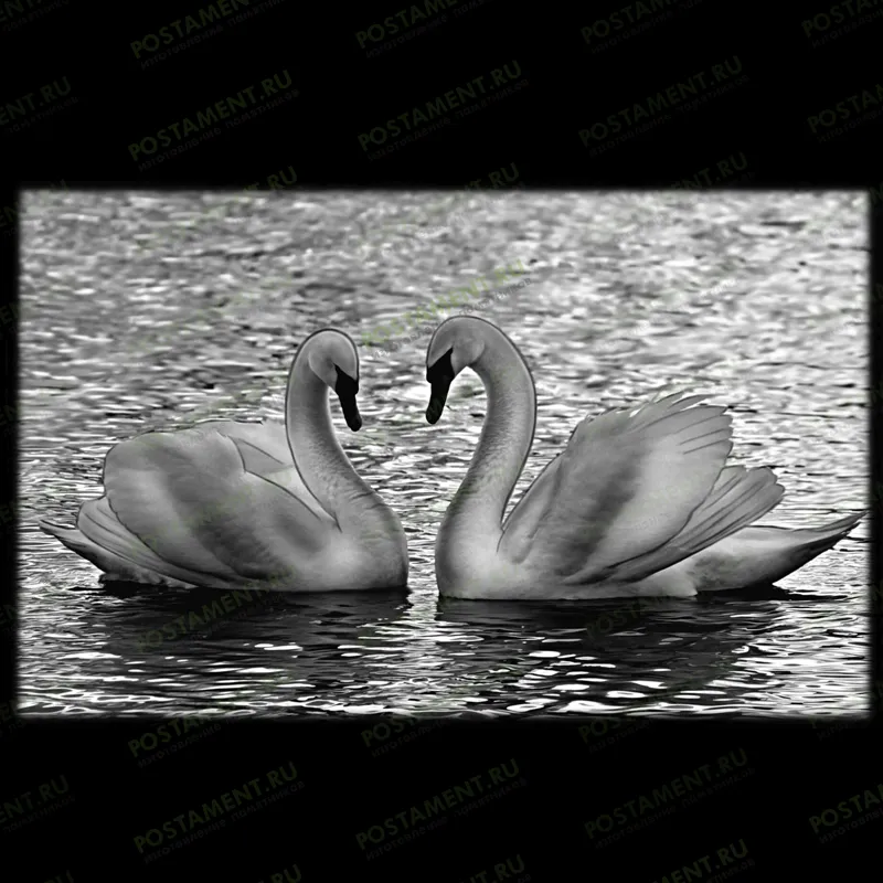 оформление на памятник лебеди в воде 91148