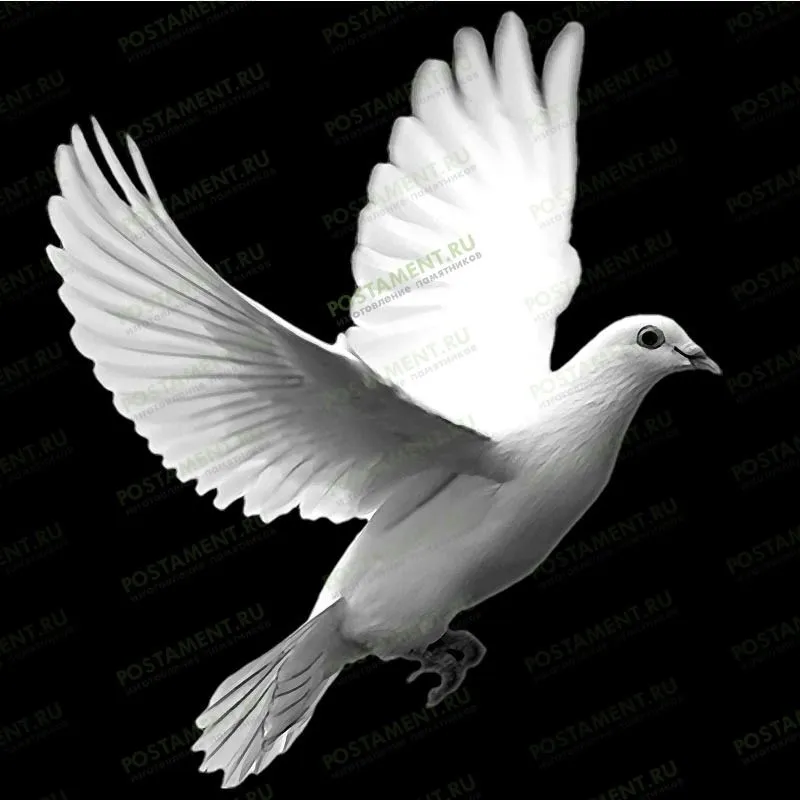 Гравировка на надгробном памятнике голубь летящий 91113