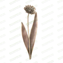 Гвоздика 82026