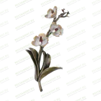 Орхидея цветок 82036