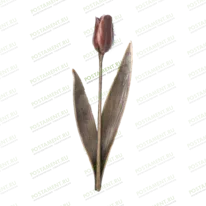 Тюльпан 82030