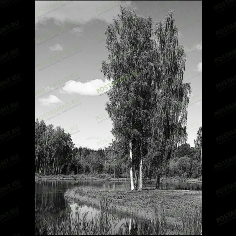 Береза на берегу реки на памятник 99018