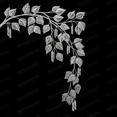 Вета березы для обрамления памятника 95014