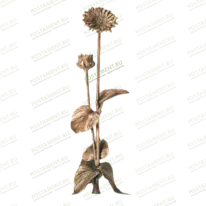 Цветы из бронзы 82020