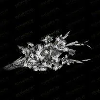 Гладиолусы 91052